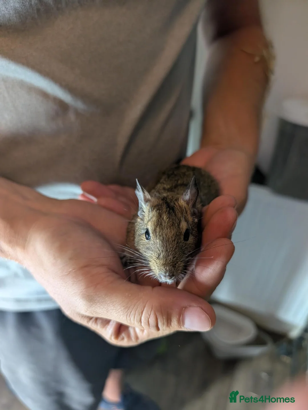 Degus rodents for sale: 5 females Degus ready for their forever homes - Advert 5