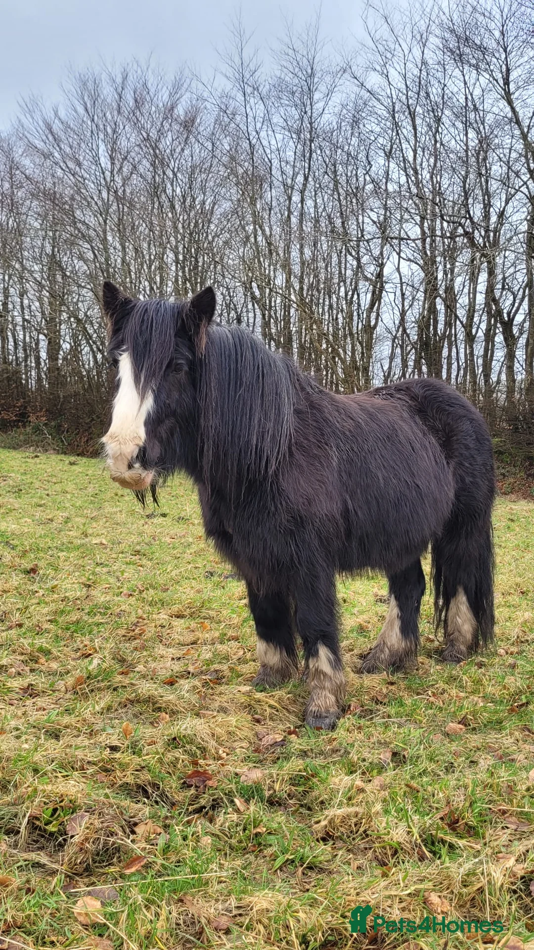 Welsh Section A horses for sale: -Luna- in Glogue - Advert 3