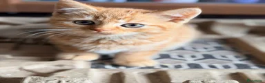 British Shorthair 1