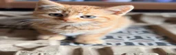 British Shorthair cats for sale: Stunning BSH Kittens Ready Now! - Advert 35