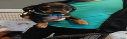 Dachshund dogs for sale: Beautiful dashhunds - Advert 10