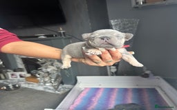 French Bulldog dogs for sale: 2 litters available from Natk9 clinic *JESUS PUPS* - Image 20