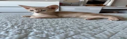 Abyssinian cats for sale: Abyssinian kittens  - Advert 28