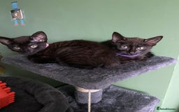 Mixed Breed cats for sale: Bombay x Tabby little girls - Image 1