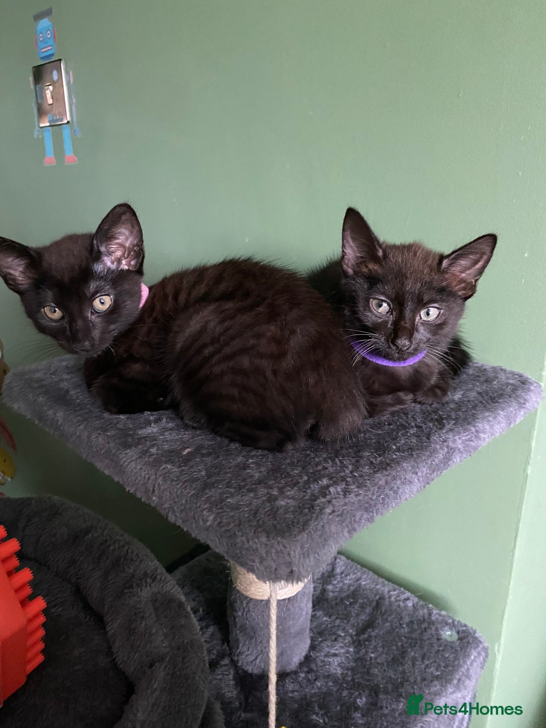Mixed Breed cats for sale: Bombay x Tabby little girls - Image 1