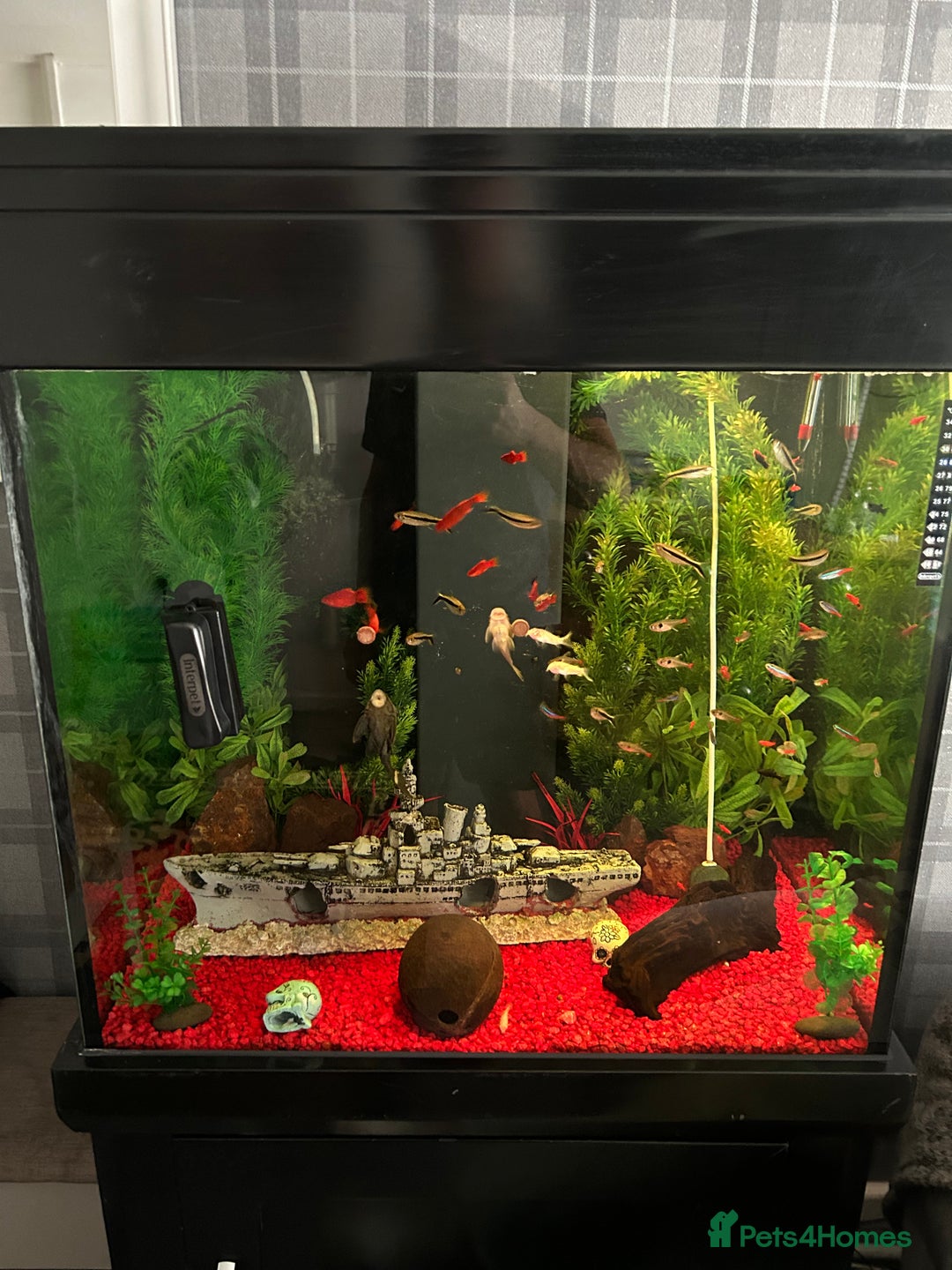 Sharks fish for sale: Tropical fish tank  - Image 2