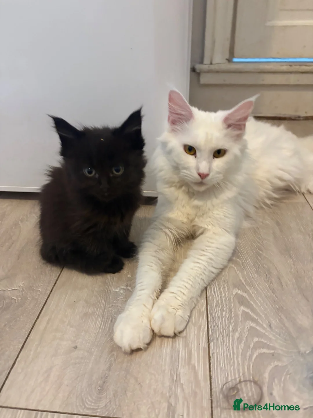 Maine Coon cats for sale: White female Maincoon  - Advert 2
