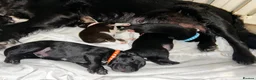 Mixed Breed dogs for sale: 4 puppies for sale  - Advert 2