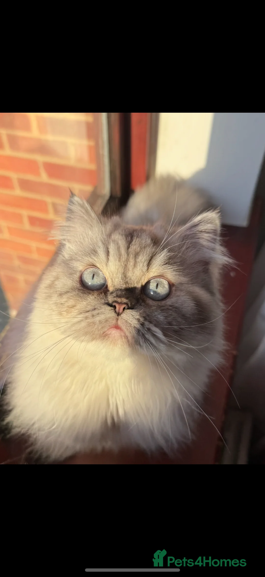 Persian cats for sale: Persian  in Romford - Advert 1
