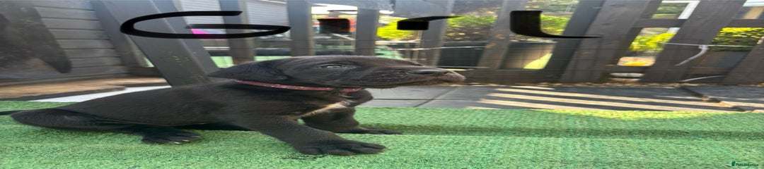 Great Dane Puppy 1