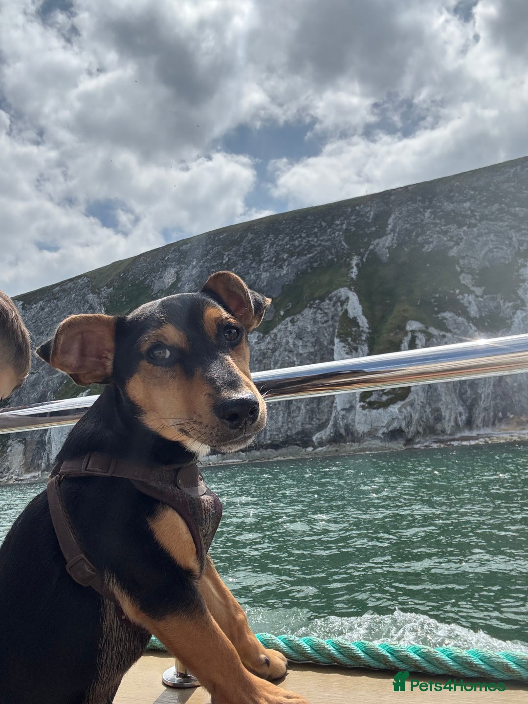 Mixed Breed dogs for sale: my name is chip  - Image 6