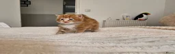 Mixed Breed cats for sale: Beautiful Kittens Looking For Their Forever Homes. - Advert 6