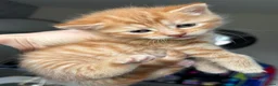 Mixed Breed cats for sale: 3 beautiful ginger kittens looking for 🏡🧡🫶🏻 - Advert 6