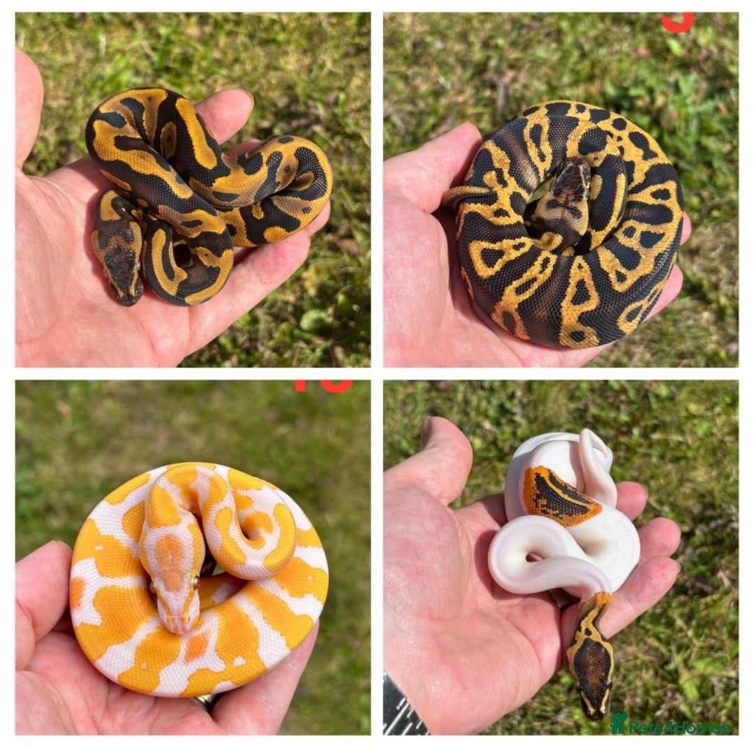 Python Snake reptiles for sale: 2025 Ball Python / Royal Python Hatchlings - Advert 1