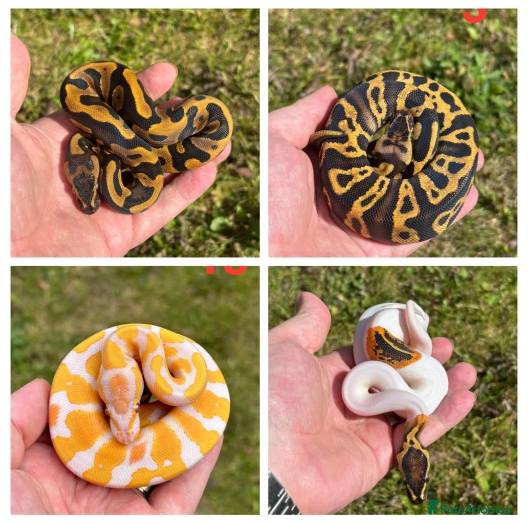 Python Snake reptiles for sale: 2025 Ball Python / Royal Python Hatchlings - Advert 1
