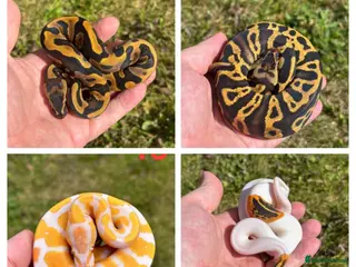 Python Snake reptiles 2025 Ball Python / Royal Python Hatchlings - Advert 12