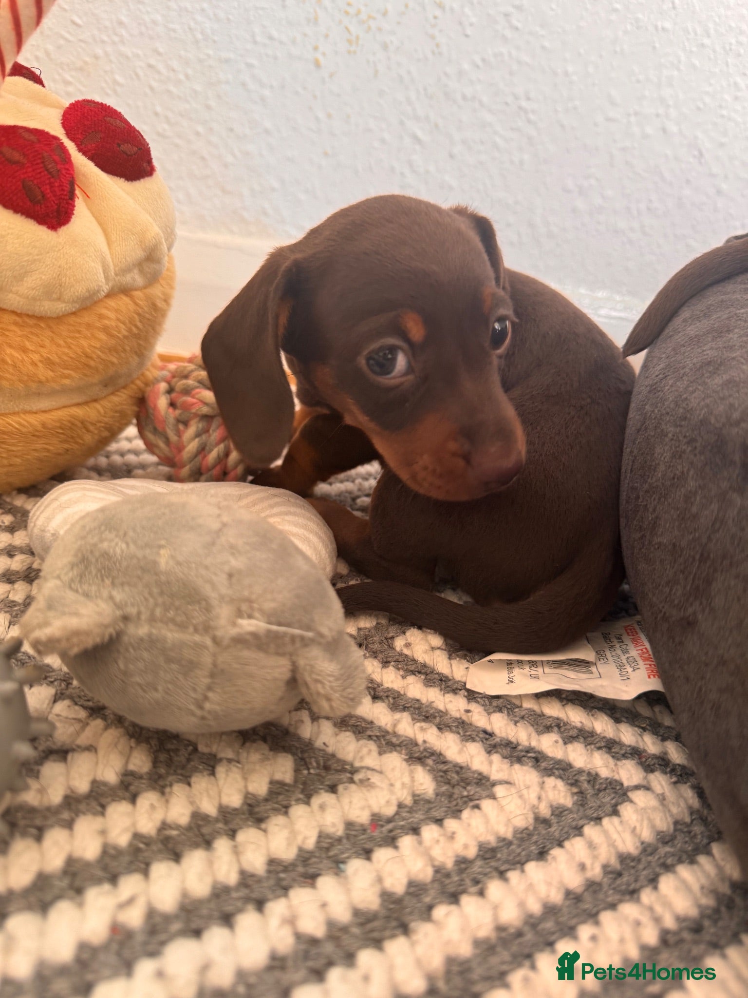 Miniature Dachshund dogs **1 girl left**Miniature Dachshund.  🐾 - Advert 2
