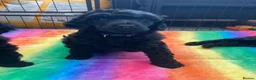 Standard Poodle dogs for sale: Reservation List Open. Standard Poodle Puppies - Advert 12