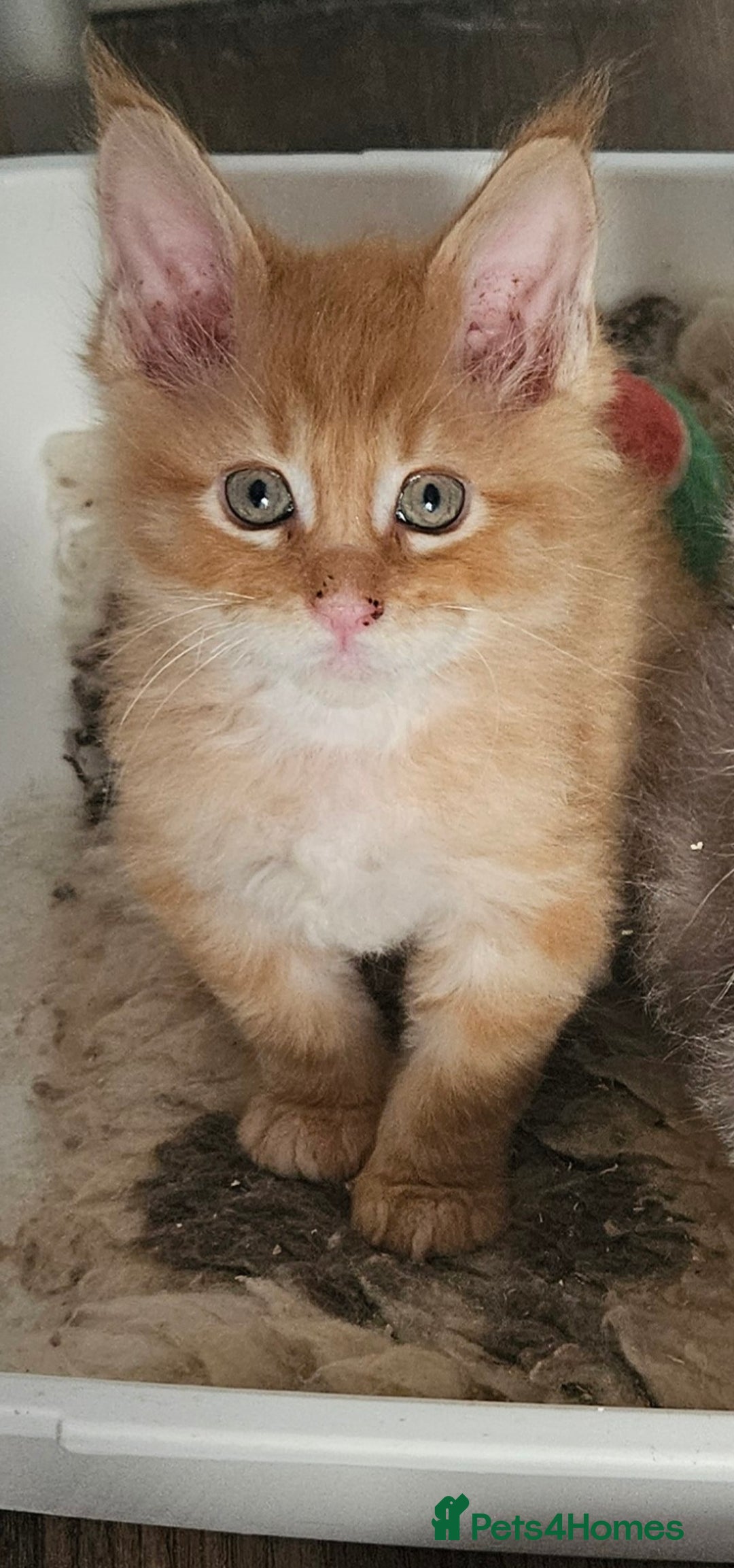 Maine Coon cats for sale: STUNNING XL MAIN COONS  - Advert 2