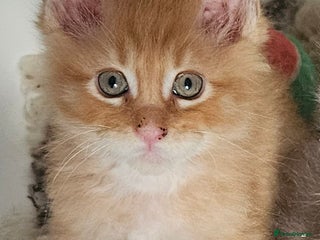 Maine Coon cats STUNNING XL MAIN COONS - Advert 2