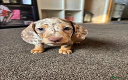 Miniature Dachshund dogs for sale: ❤️❤️Miniature dachshund choc and tan female  ❤️❤️ - Image 8