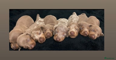 Miniature Dachshund dogs - Advert 7