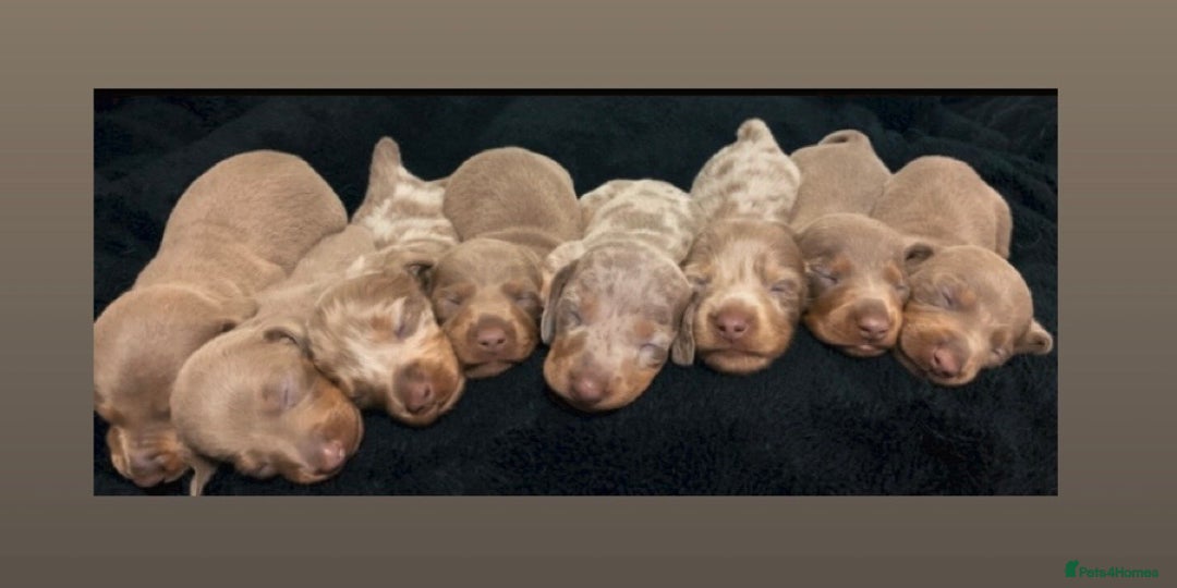 Miniature Dachshund dogs for sale: 🌟QUALITY KC REG & PRA CLR MINIATURE DACHSHUNDS🌟 - Image 2