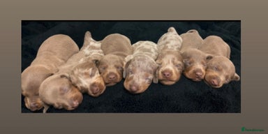 Miniature Dachshund dogs - Advert 8