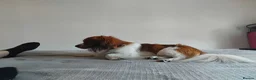 Mixed Breed dogs for sale: Beautiful fur babies  - Advert 2