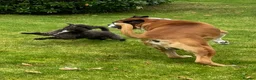 Jackapoo dogs for stud: Gorgeous Jackapoo Available for Stud - Advert 7
