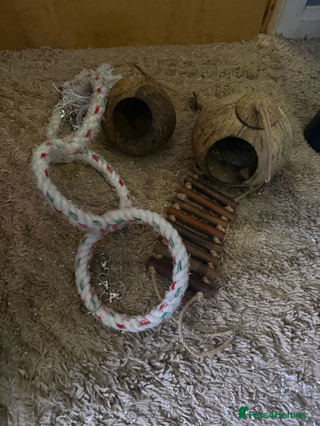 Sugar Glider rodents for sale: 3 female sugar gliders and set up - Advert 32