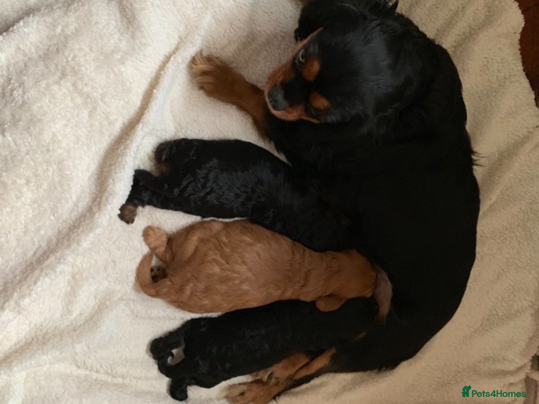 Cavapoo dogs for stud: Extensively Heath Tested Deep Red Min Poodle in Mansfield - Image 9