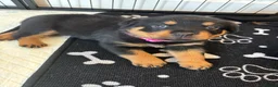 Rottweiler dogs for sale: 1 Female Rottweiler Puppy Available  - Advert 4