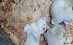 Scottish Fold cats for sale: Scottish fold kittens with blue eyes  - Image 7