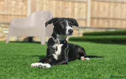 Mixed Breed dogs for adoption: Delightful Dolly - Image 33