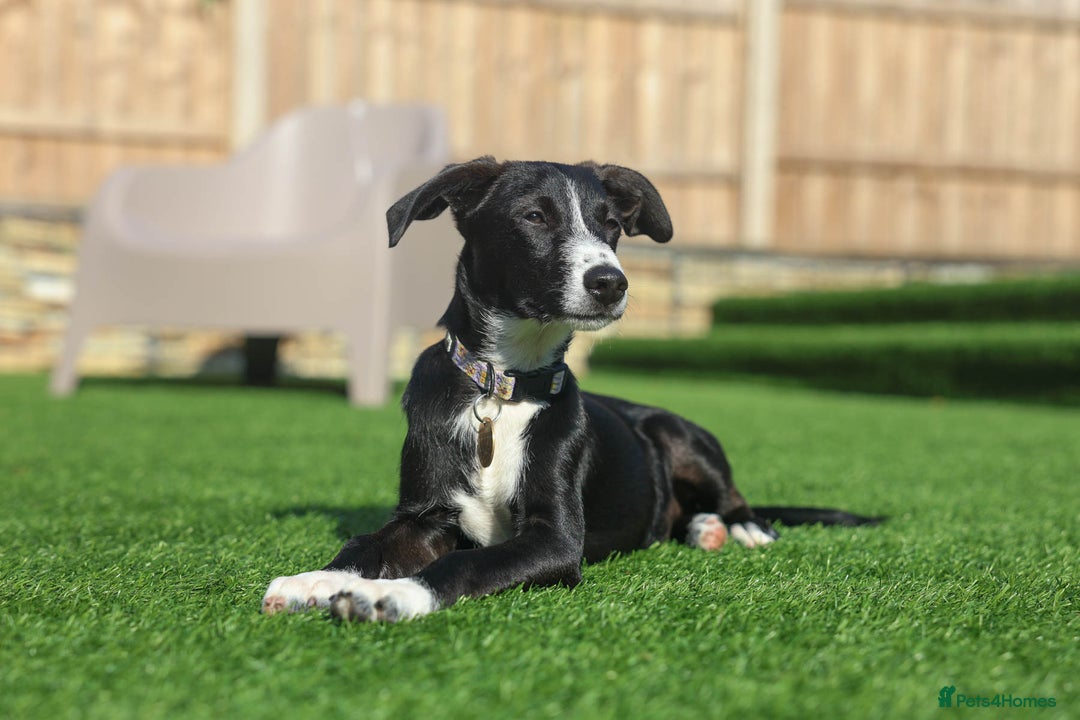 Mixed Breed dogs for adoption: Delightful Dolly - Image 33