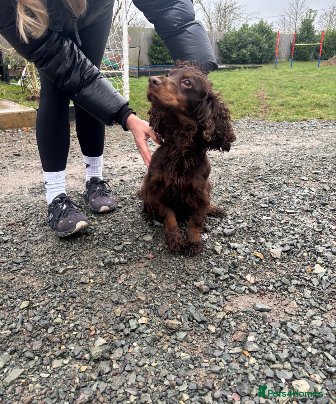 Cocker Spaniel dogs for sale: Bella needs a new home  - Advert 2