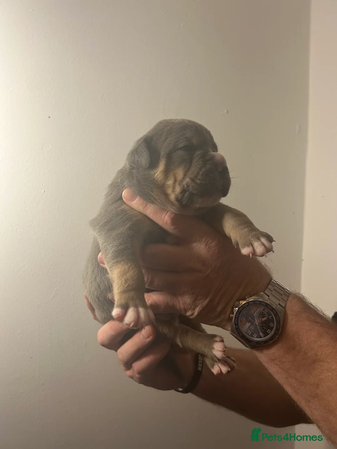 Olde English Bulldogge dogs for sale: 🔥Olde English bulldog puppies 🔥 - Advert 20