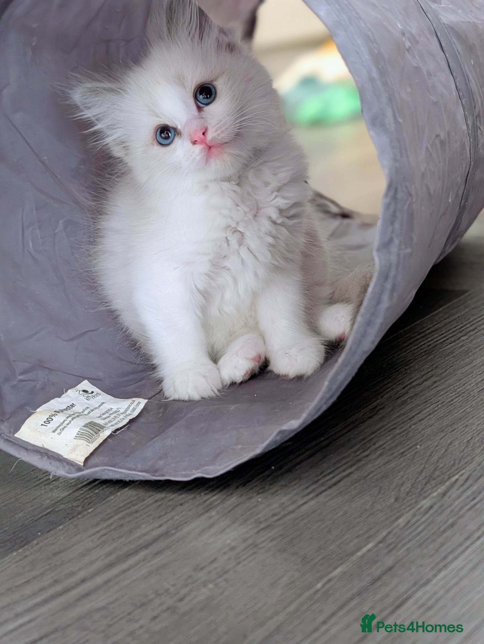 Ragdoll cats 3 beautiful Ragdoll kittens - Advert 2