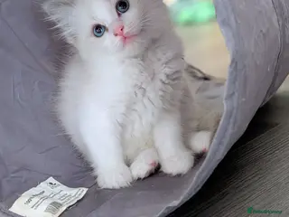 Ragdoll cats 3 beautiful Ragdoll kittens - Advert 9