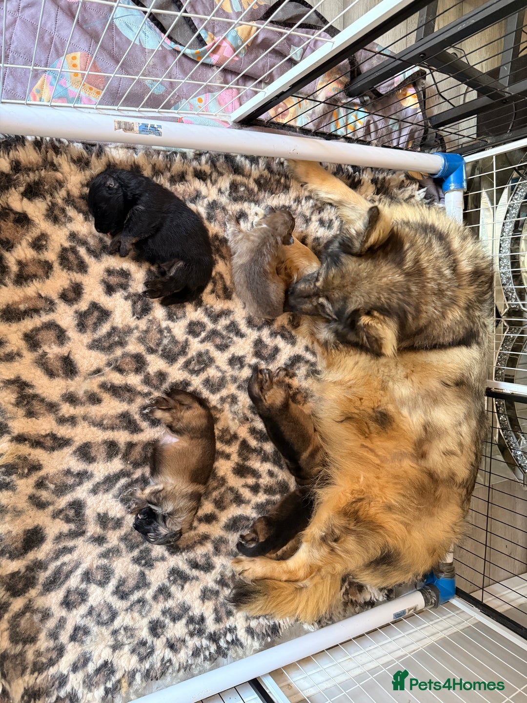 German Shepherd dogs for sale: 5 health tested kc reg German shepherd pups - Image 13