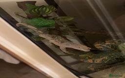 Gecko reptiles for sale: Crested Gecko w/ full setup *collection only* - Image 3