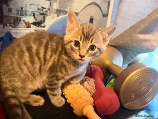 Domestic Shorthair cats Verry friendly - Advert 4