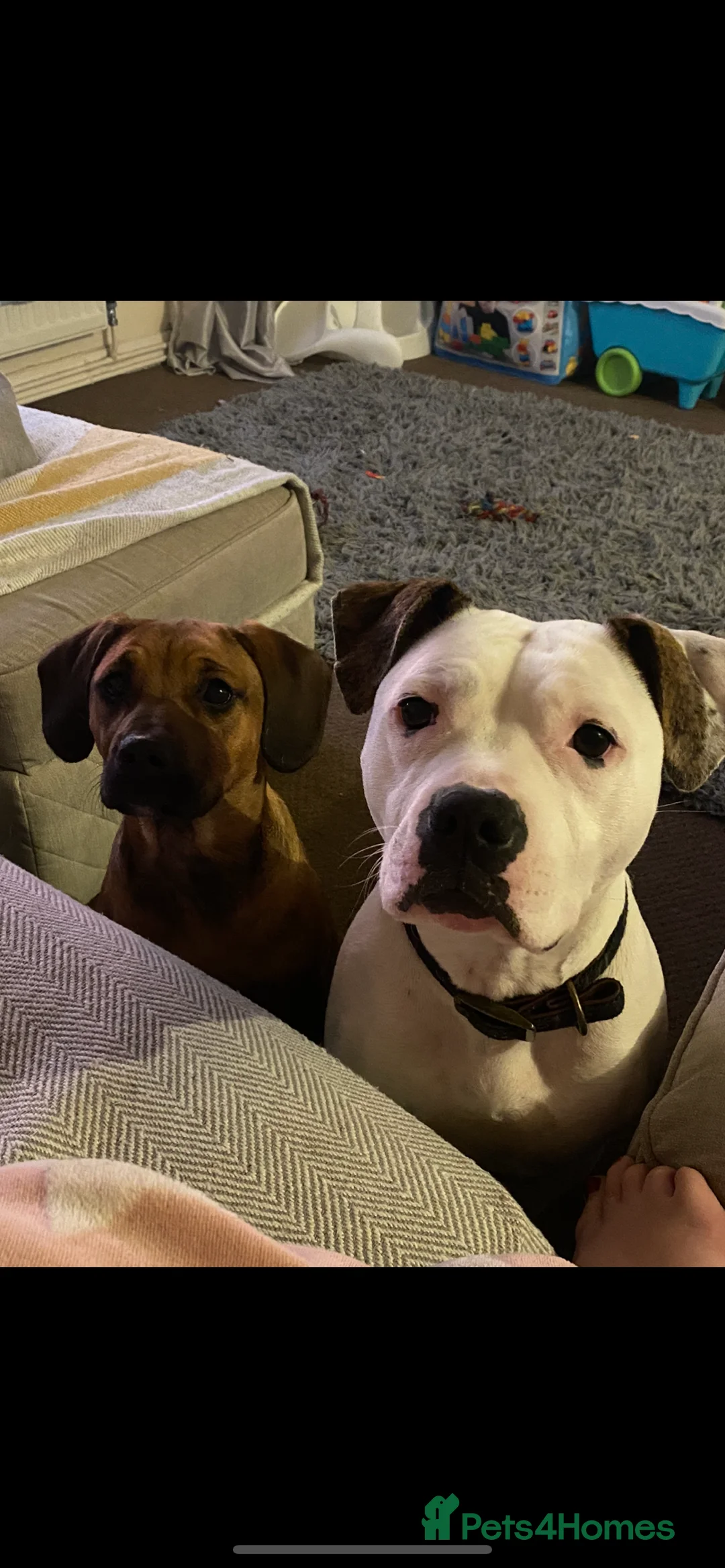 Mixed Breed dogs for sale: Loving home needed - Advert 2