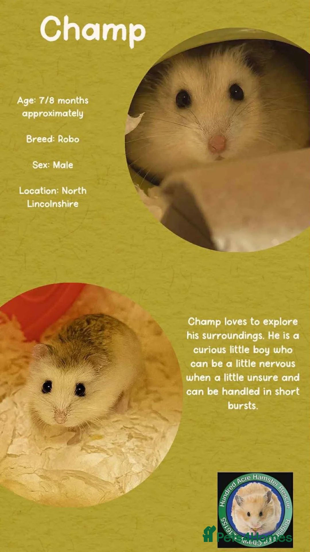 Hamster rodents for sale: Hamsters for adoption  - Advert 6