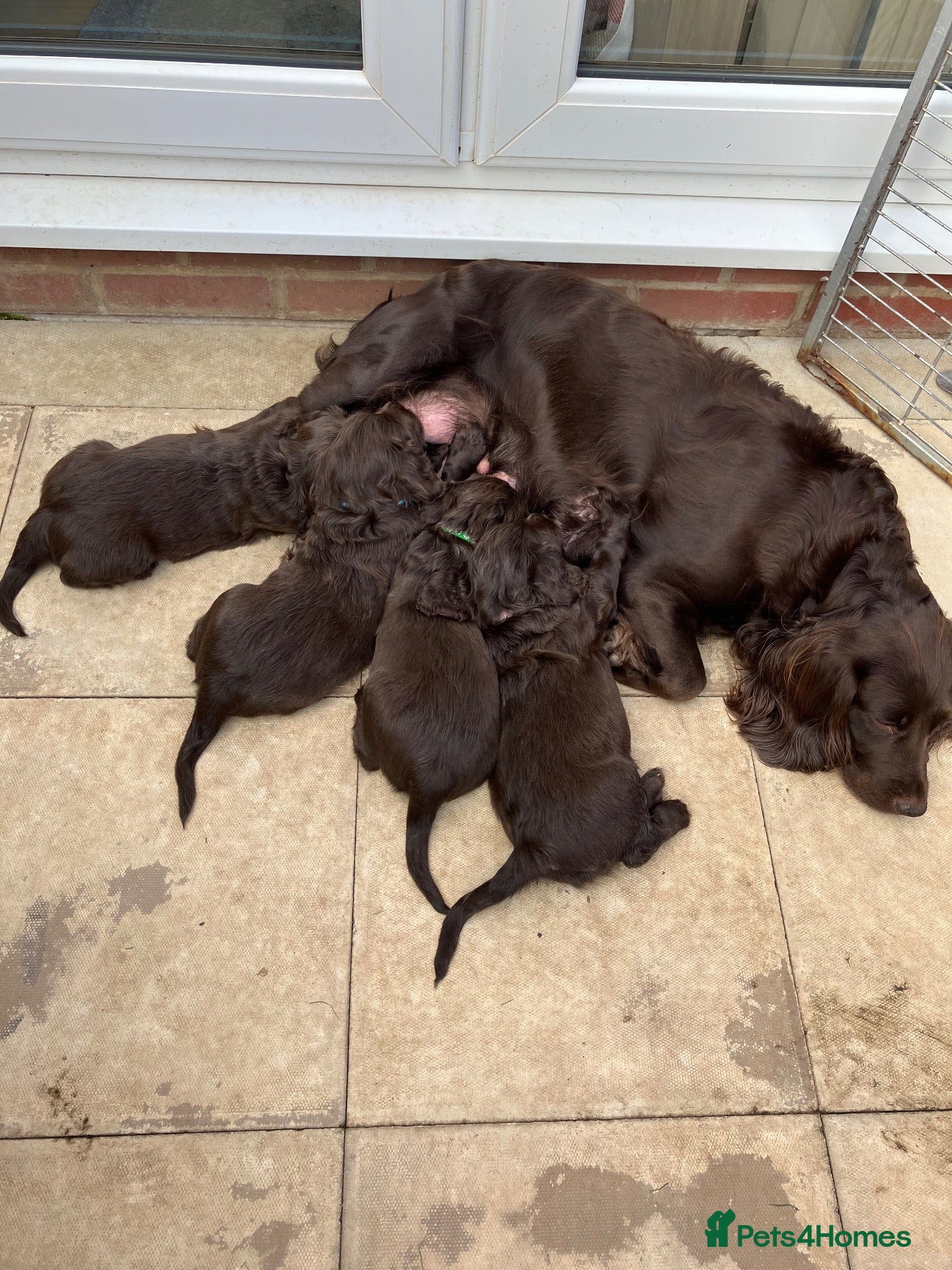 Sprocker dogs Chocolate Treats 🥰 - Advert 2