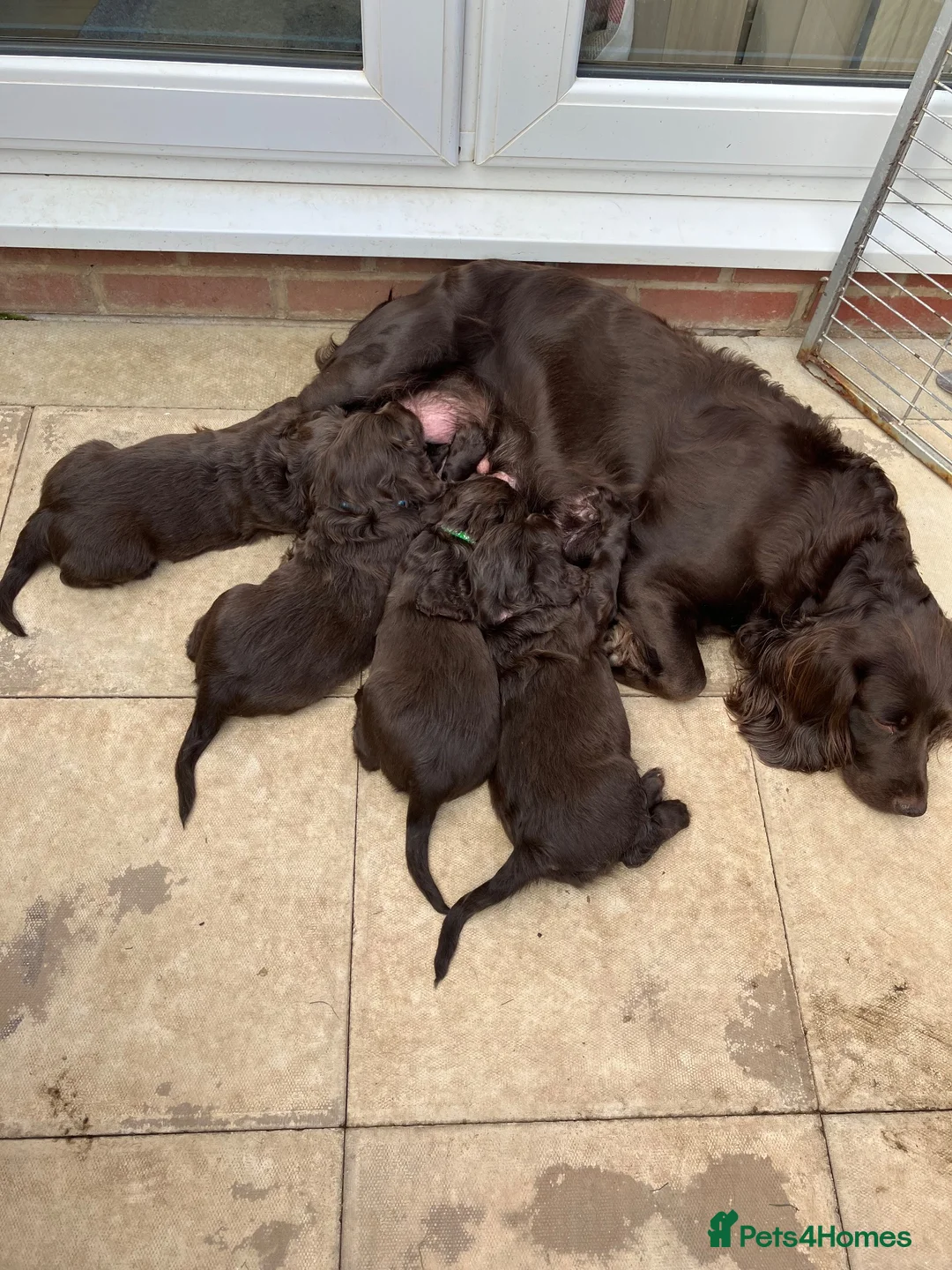 Sprocker dogs for sale: Chocolate Treats 🥰 - Advert 2