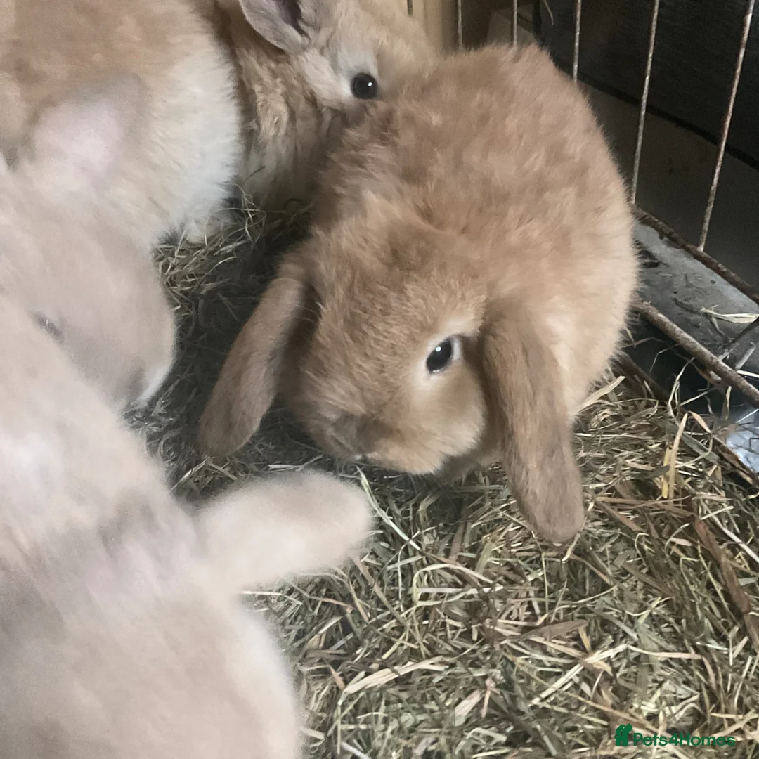Mini Lop rabbits for sale: Mini lops in Liverpool - Advert 5