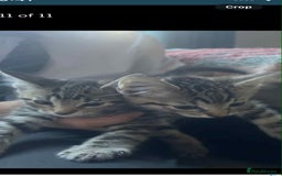 Domestic Shorthair cats for sale: 2 beautiful male kittens - Image 9
