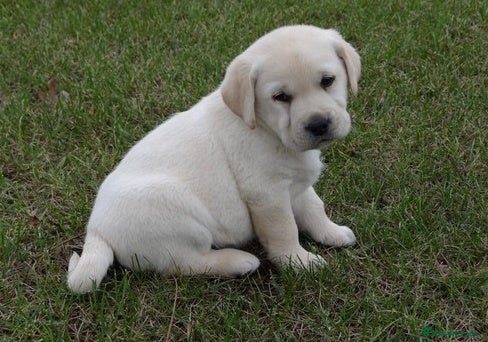 Labrador Retriever dogs Brilliant male Labrador retriever needs a new home in Cardiff - Advert 1